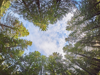 trees from the bottom up. Autumn forest