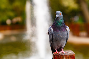A pigeon sitting on wood in Kugulu Park and fountain in background, Ankara, Turkey