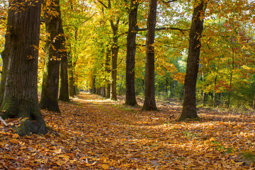 autumn forest in national park De hoge Veluwe in the Netherlands