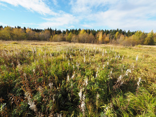 glade in the autumn forest