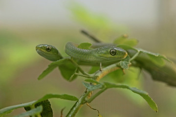 Zwei Raue Grasnattern (Opheodrys aestivus) im Alter von einem Monat
 

