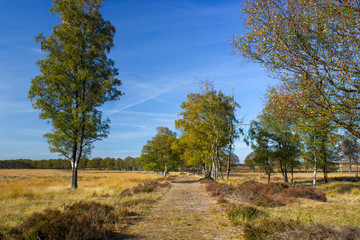 Birch alley in National Park Hoge Veluwe in the Netherlands.