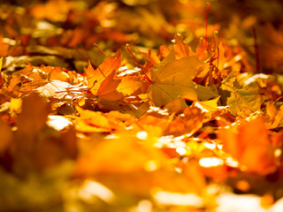 Autumn leaves on the sun and blurred trees. Beautiful autumn background.