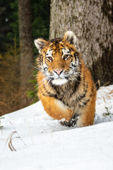 Siberian Tiger in the snow (Panthera tigris)