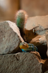 Baja blue rock lizard
