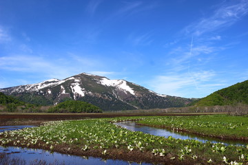 尾瀬　水芭蕉　至仏山