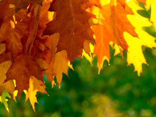 Autumn leaves on the sun and blurred trees. Beautiful autumn background.
