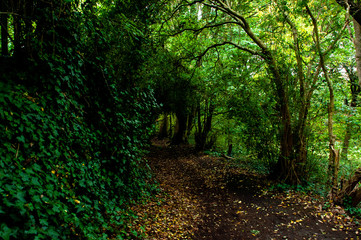 Obraz premium Mysterious forest tunel.