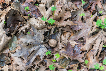 Walnut on a leaf