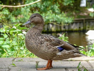 Female wild duck standing proudly and beautiful in front of a little pond, mallard hen standing upright.