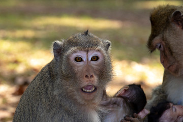 Long Tail Macaque monkey embraces her baby, sitting and looking at us with eyes and mouth wide open.