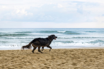 dog on the beach