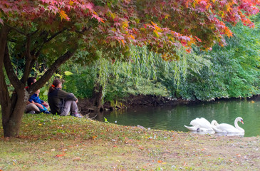 A young family is watching the swans in the park.