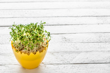 Fresh sprouts in easter egg, spring diet concept