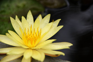 Yellow lotus and green leaf In the garden