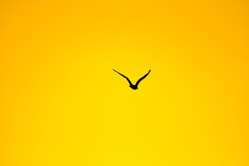 silhouette of bird flying