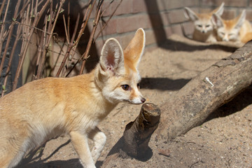 Fennec fox standing in front, and two Fennec foxes at the back, they are nocturnal and have big ears and look cute and sweet.