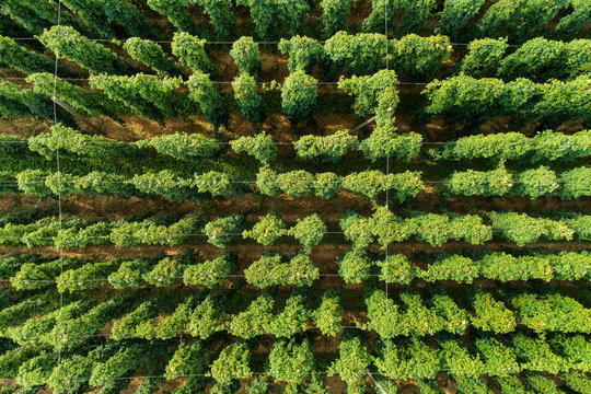 Hop field, Humulus lupulus, from above