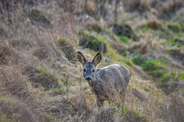 curious doe in the field