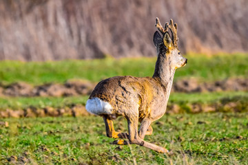 deer running