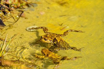 Obraz na płótnie Canvas frogs in water