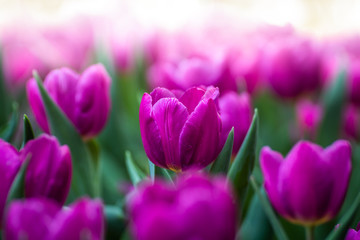 Obraz premium Close up of pink tulips in the garden