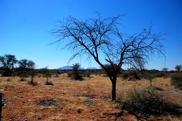 Paesaggio desertico nel Kalahari in Namibia, Africa