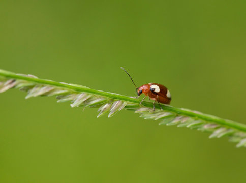 Thailand, ladybird, coccinellidae