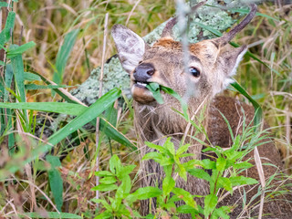 北海道 釧路湿原 エゾシカ