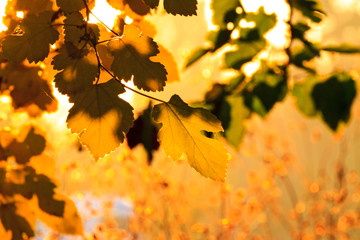 Autumn evening in the woods