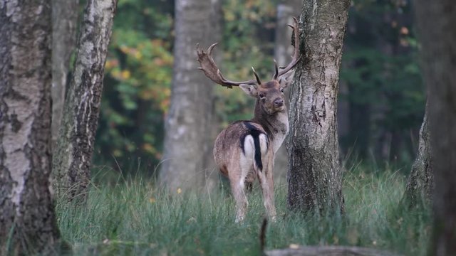 Fallow buck standing in the forest and look back, mating time, autumn, (dama dama), germany 