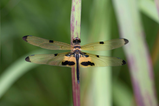 Rhyothemis phyllis, yellow-striped flutterer, dragonfly, close-up