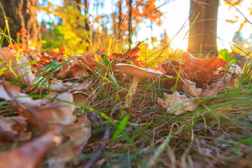 mushroom among the grass in the autumn forest at sunset