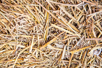 straw background.Close up of straw background texture.Dry straw macro shot. 