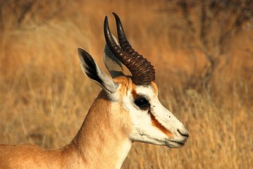 al Parco Nazionale Etosha in Namibia Africa