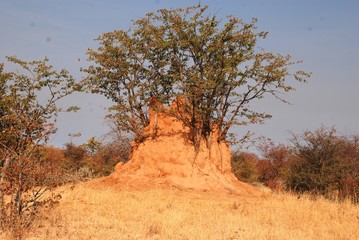al Parco Nazionale Etosha in Namibia Africa