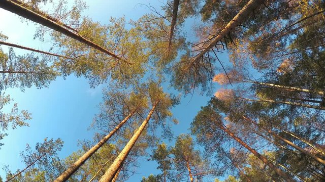 The tops of the trees in the autumn forest against the blue sky. The camcorder slowly rotates clockwise.