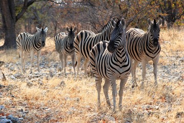 Fototapeta na wymiar al Parco Nazionale Etosha in Namibia Africa