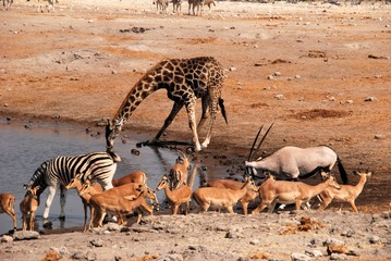Fototapeta na wymiar Giraffa al Parco Nazionale Etosha in Namibia Africa