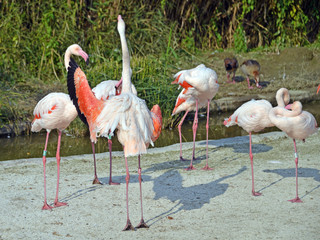 gruppo di fenicotteri rosa