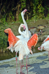 gruppo di fenicotteri rosa