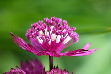 Macro image of the beautiful pink and white Astrantia major Rosea flower against mid green...