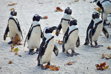 gruppo di pinguini in piedi in attesa
