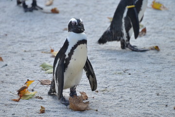 gruppo di pinguini in piedi in attesa