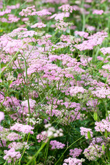 Obraz premium Masses of the lovely pink flower, Pimpinella major Rosea growing in a flower bed