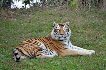 una tigre distesa per terra