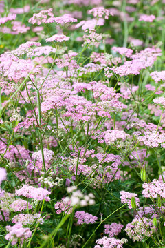 Masses of the lovely pink flower, Pimpinella major Rosea growing in a flower bed