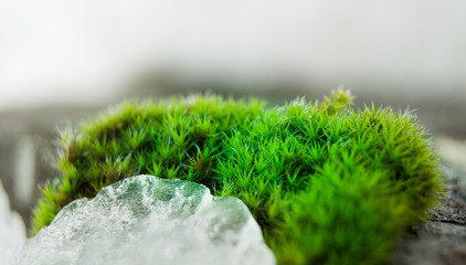 Close-up of moss and piece of ice on it