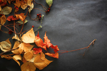 Naklejka na ściany i meble A variety of autumn leaves of twigs and berries laid out on dark paper.