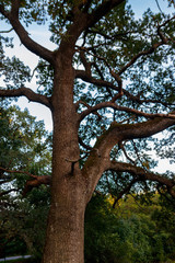Fototapeta na wymiar Tall green oak tree in park